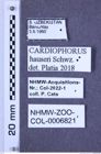 Etiketten zu Cardiophorus hauseri (Schwarz, 1900) (NHMW-ZOO-COL-0006821)